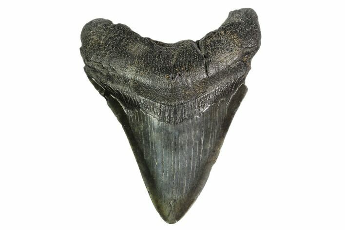 Fossil Megalodon Tooth - South Carolina #149408